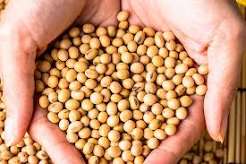 Soybeans
